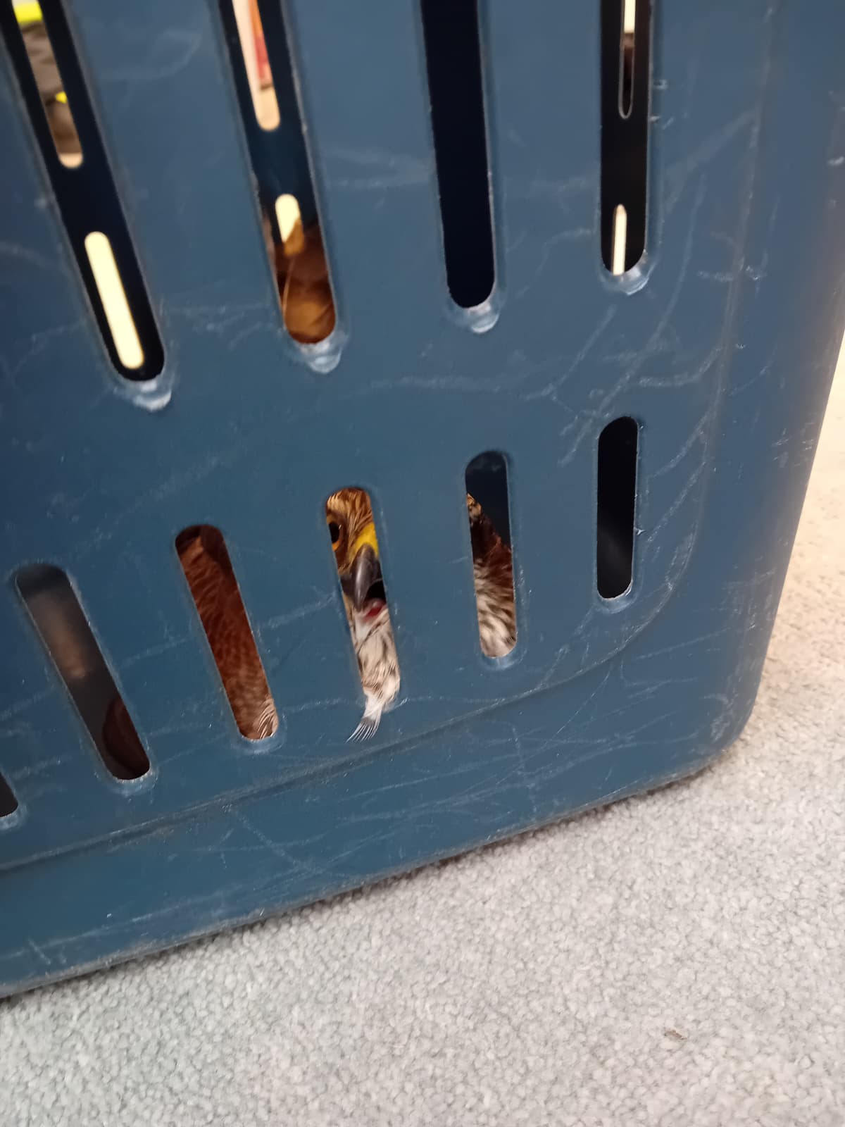Tierischer Einsatz: Verletzten Falken aus Tankstellenshop gerettet – Bild 2