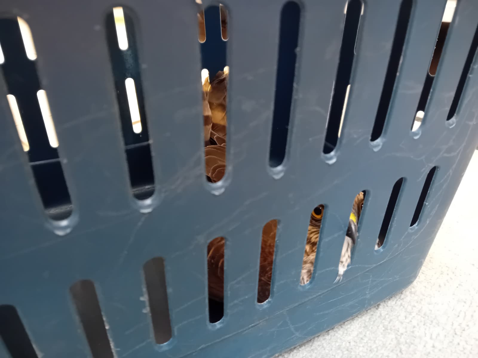 Tierischer Einsatz: Verletzten Falken aus Tankstellenshop gerettet – Bild 3