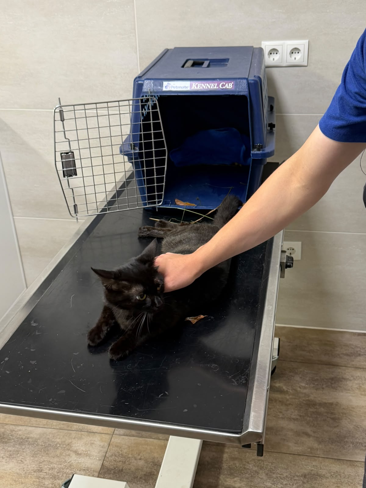 Zum Vergrößern klicken Tierrettung: Feuerwehr rettet verletzten Kater – Bild 3