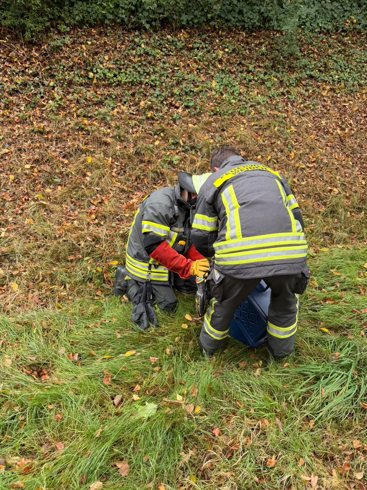 Zum Vergrößern klicken Tierrettung: Feuerwehr rettet verletzten Kater – Bild 2