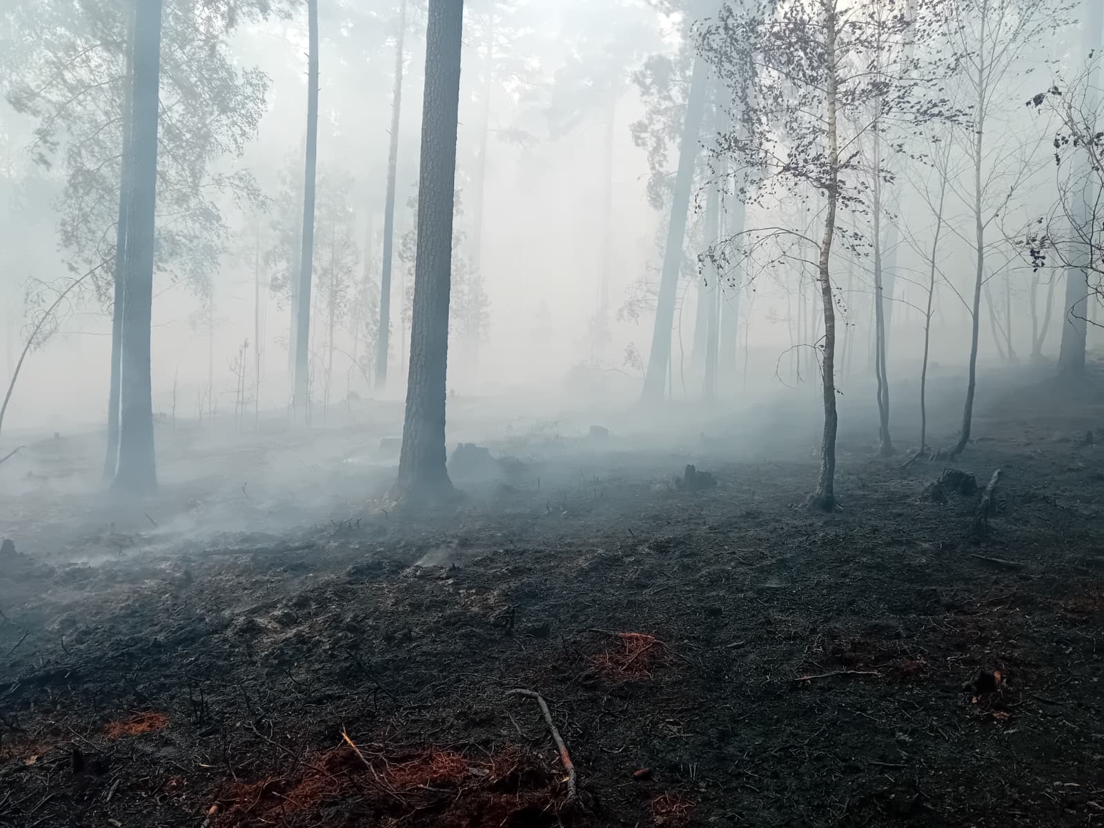 Waldbrand im Mantler Forst – Bild 9